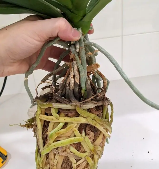 Orchid roots growing out of the pot