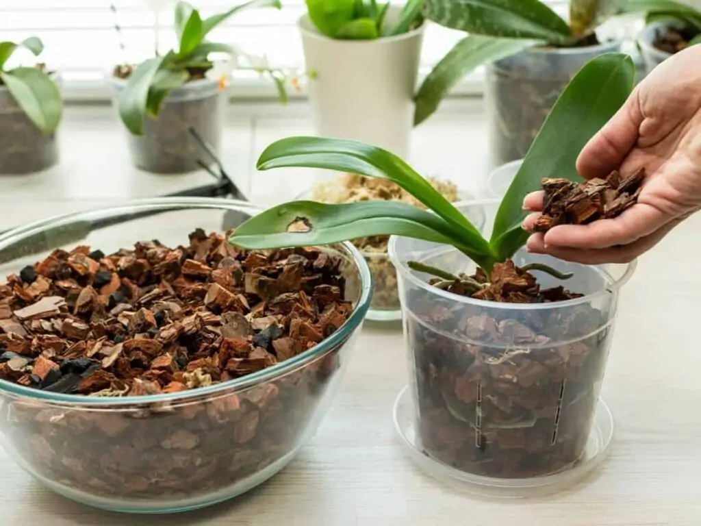 orchid potting mix