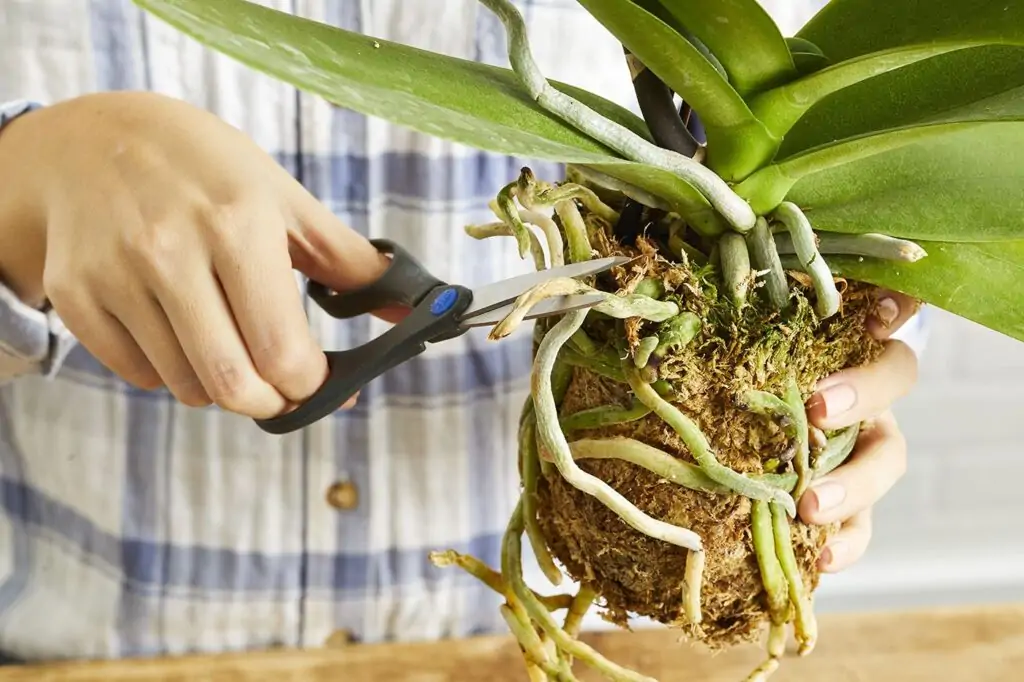 orchid root cutting