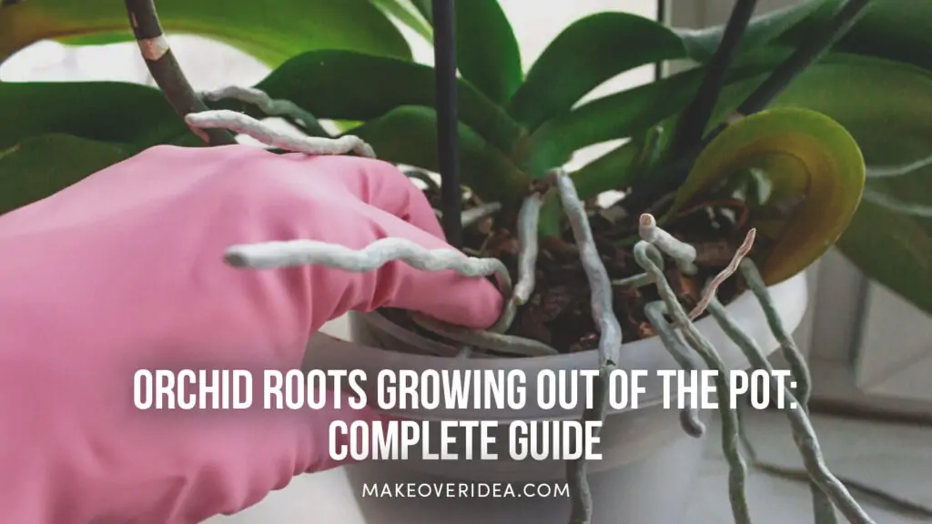 orchid roots out of the pot