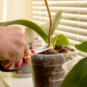 how to cut brown orchid stem