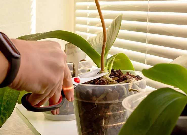 how to cut brown orchid stem