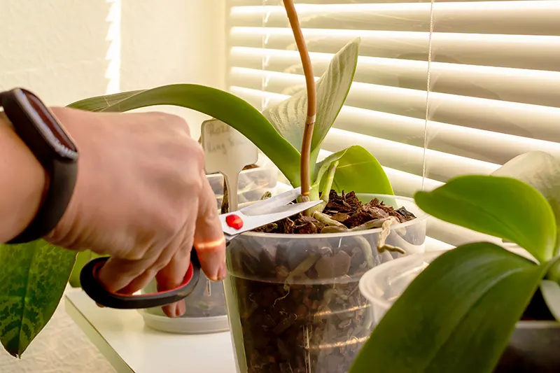 how to cut brown orchid stem