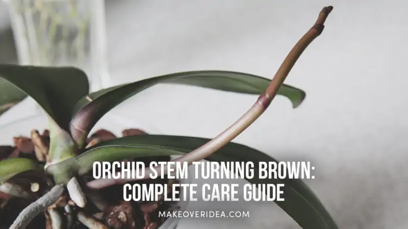 orchid stem turning brown