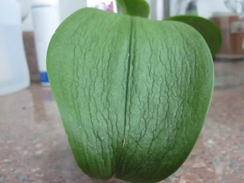 Orchid Leaves Wrinkled and Limp