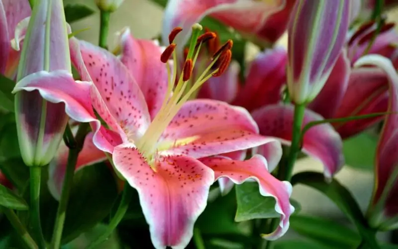 How to Grow Oriental Lilies