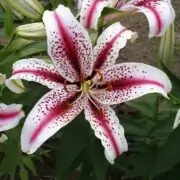 oriental lilies