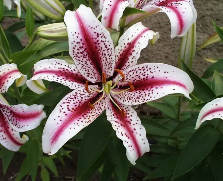 oriental lilies