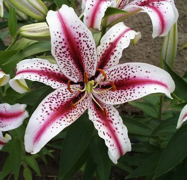 oriental lilies