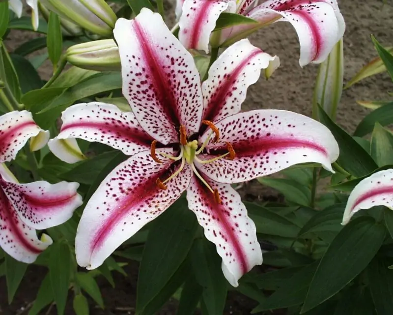 oriental lilies