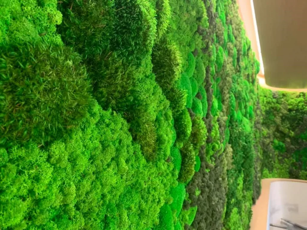Get Creative with Moss