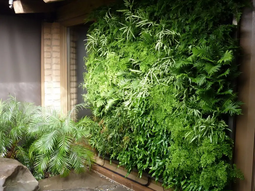 Ferns for outdoor green wall