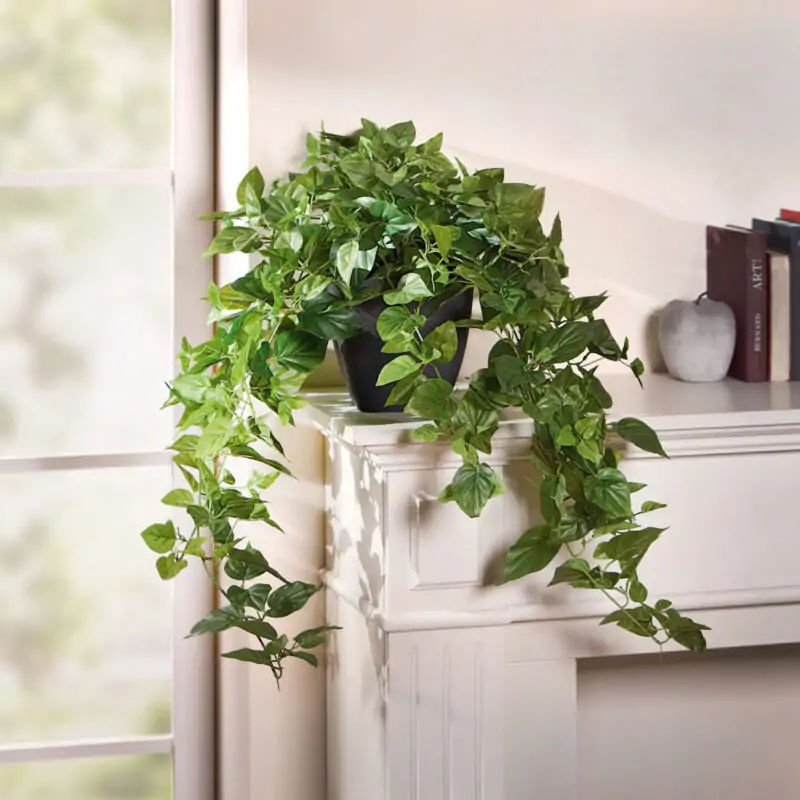 English Ivy plant in pot