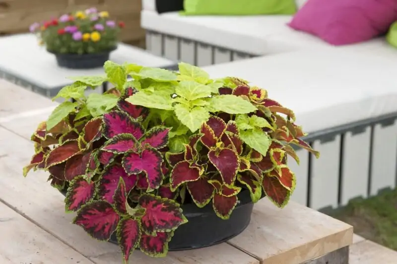 coleus plant in pot