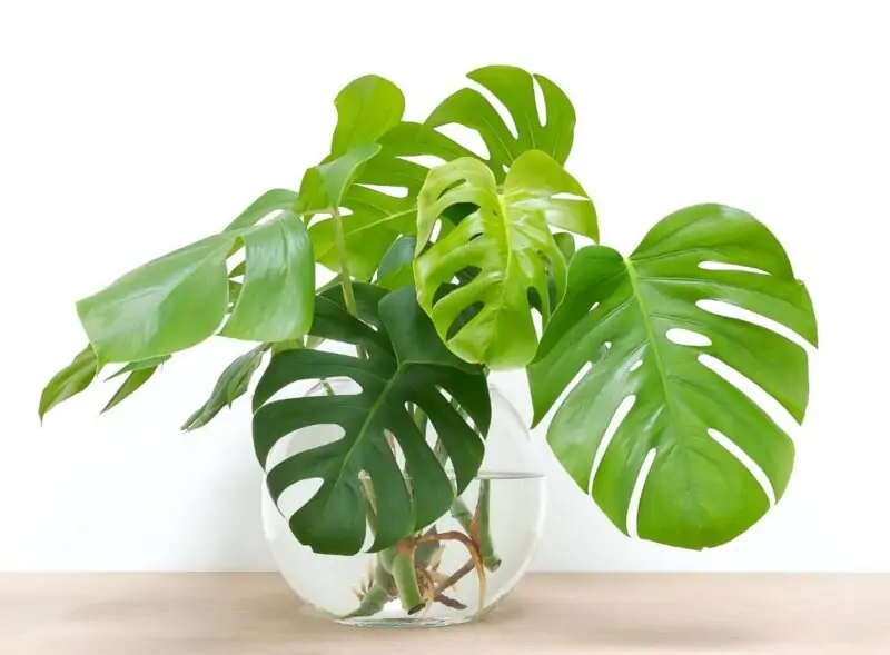 philodendron in water