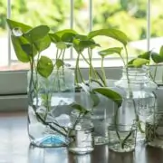 plants that grow in water