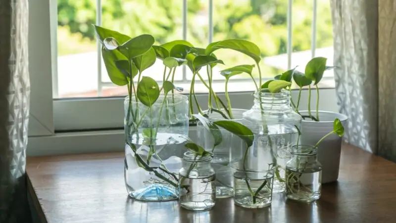 plants that grow in water