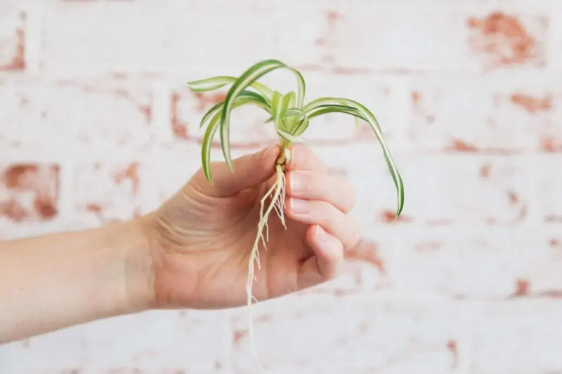 spider plant cutting with roots