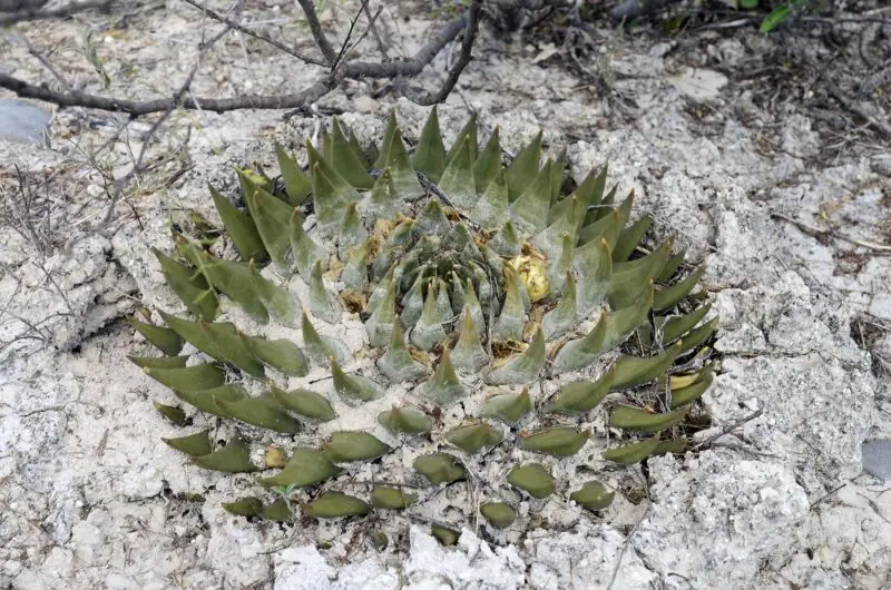 Ariocarpus plant