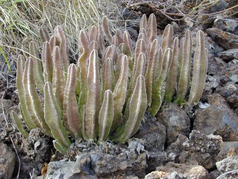 Carrion Flower Stapelia Gigantea