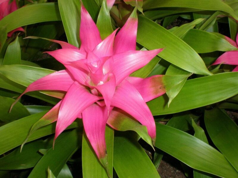 Dryland Bromeliads