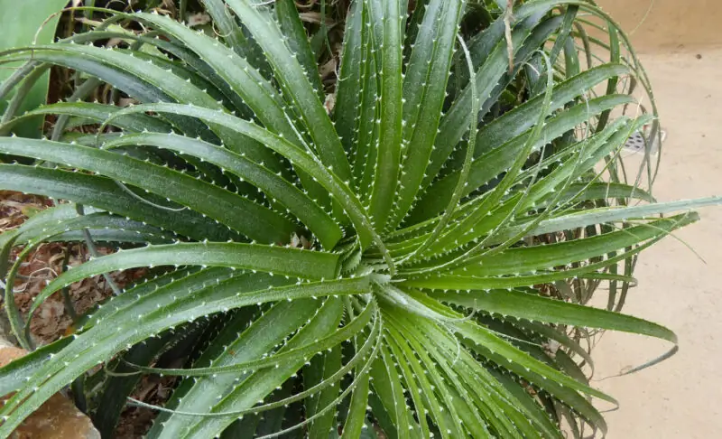 Hechtia