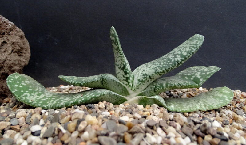 Ox Tongue Plant Gasteria