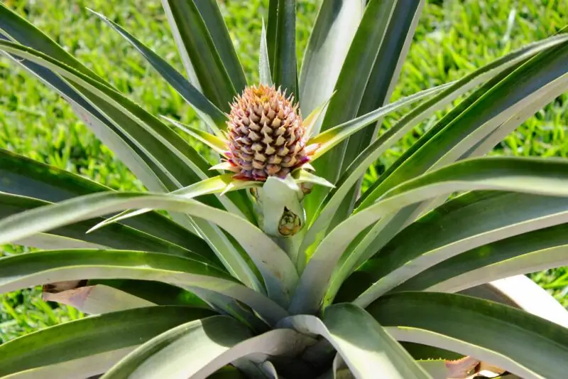 Pineapple Plant Ananas Comosus