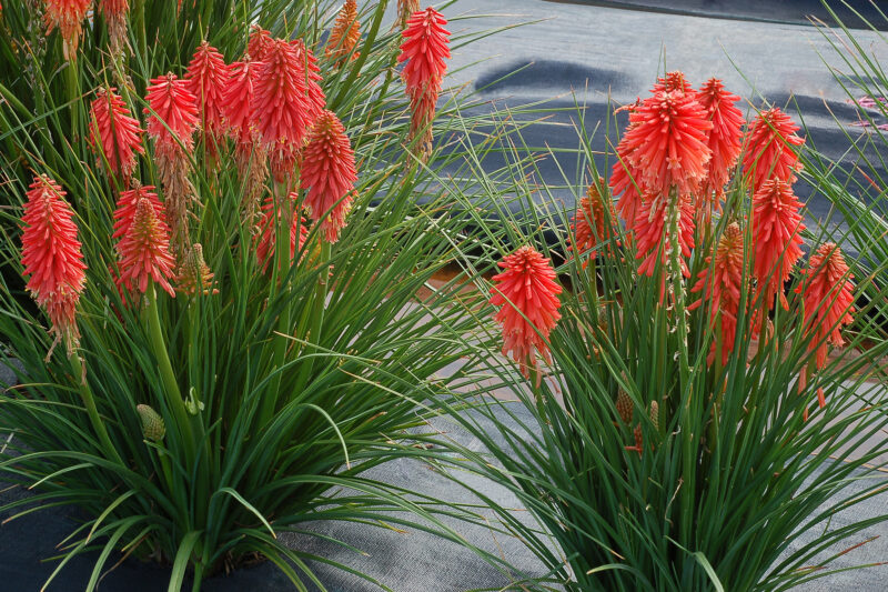 Red Hot Poker Aloe Kniphofia Uvaria