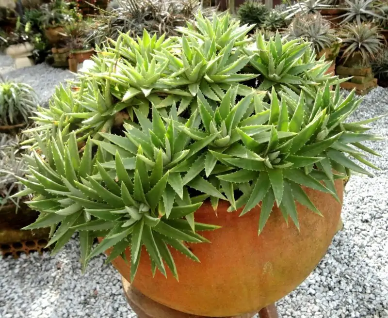 Sawblade Plant Aloiampelos Saponaria