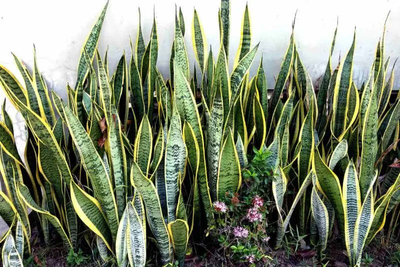 Snake Plant Sansevieria