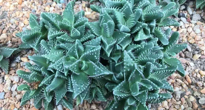 Tiger Jaws Faucaria Tigrina