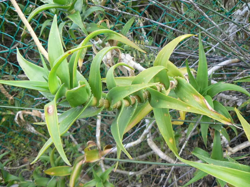 Tiger Tooth Aloe Aloiampelos Ciliaris