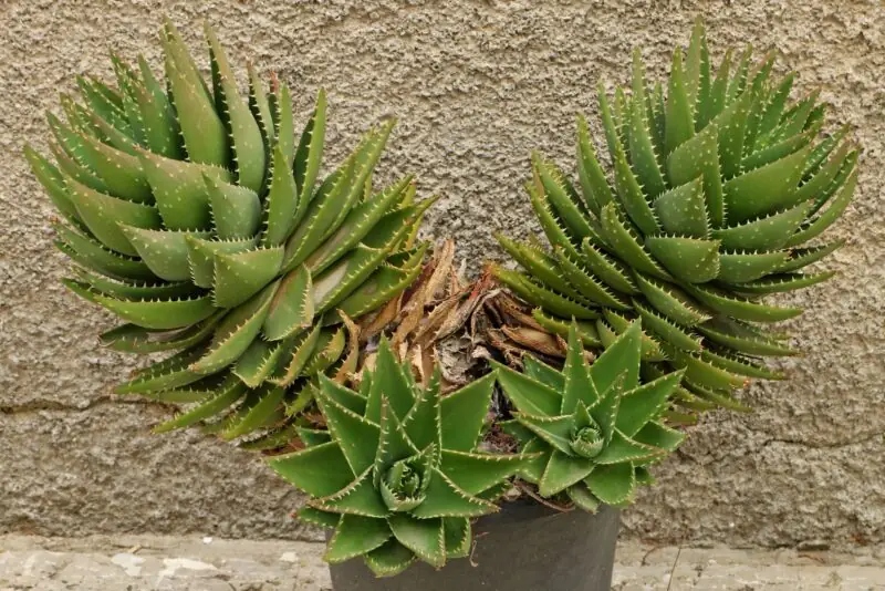 Uitenhage Aloe Vryheidensis