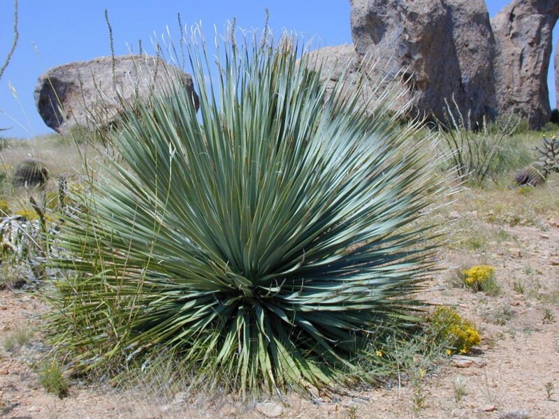 Yucca