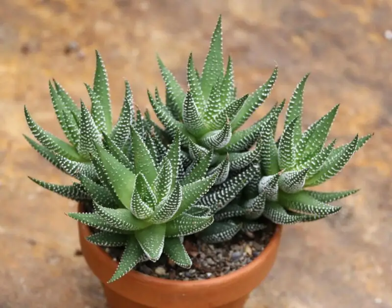 Zebra Cactus Haworthia