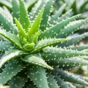 aloe vera plant