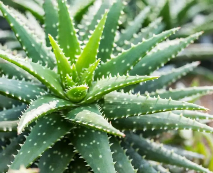 aloe vera plant