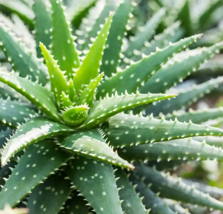 aloe vera plant