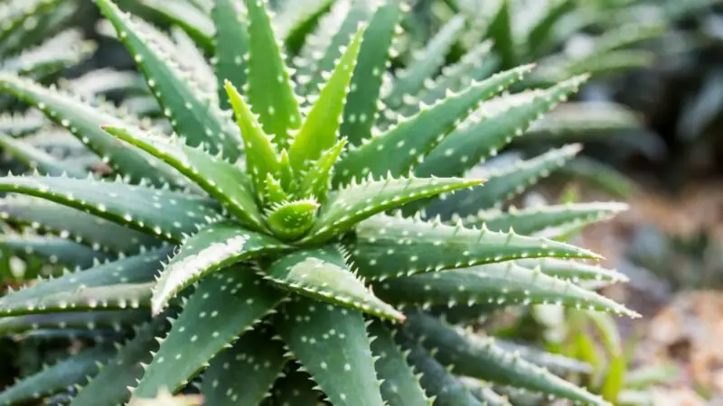 aloe vera plant