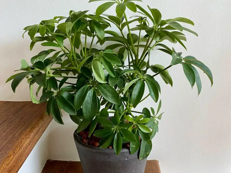 Schefflera Arboricola