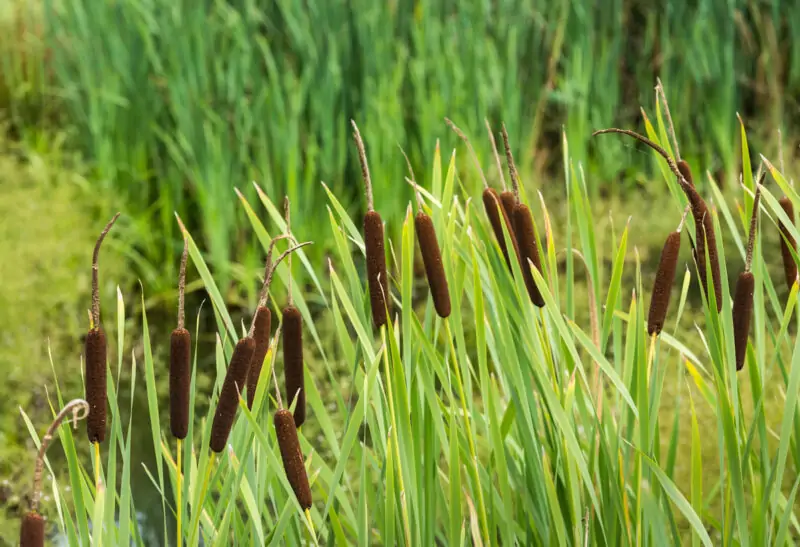 Typha latifolia