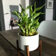 bamboo indoor plant
