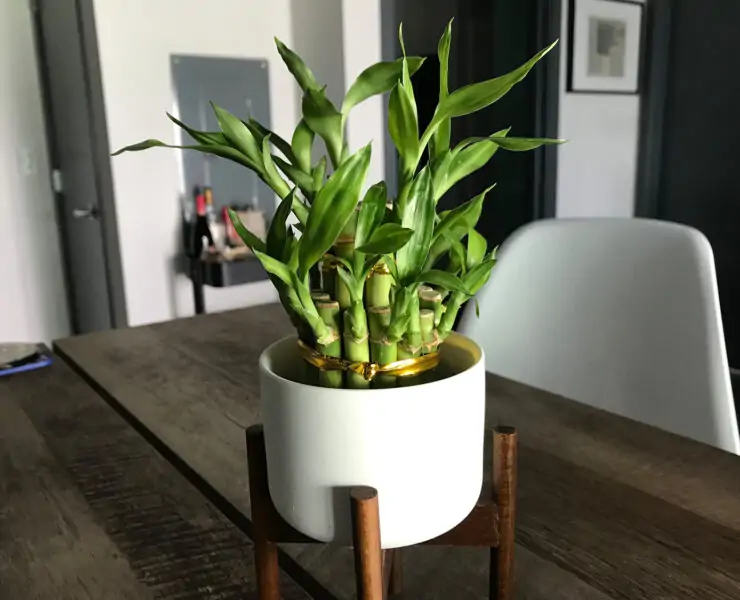 bamboo indoor plant