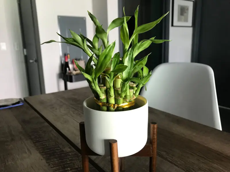 bamboo indoor plant