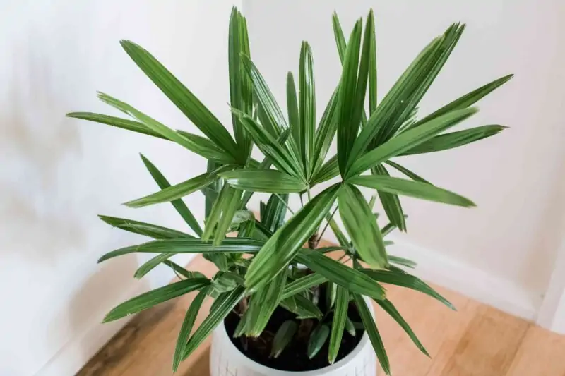 bamboo palm in pot