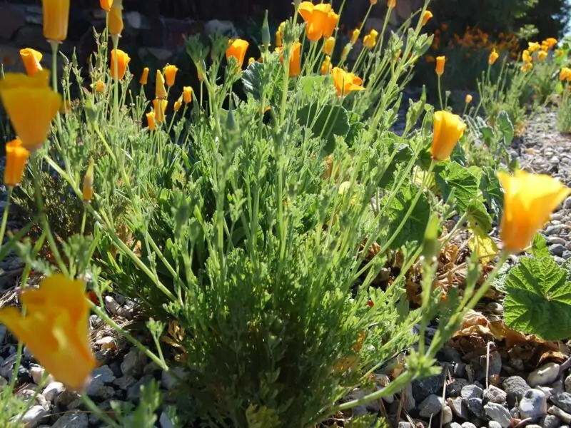 california native plants