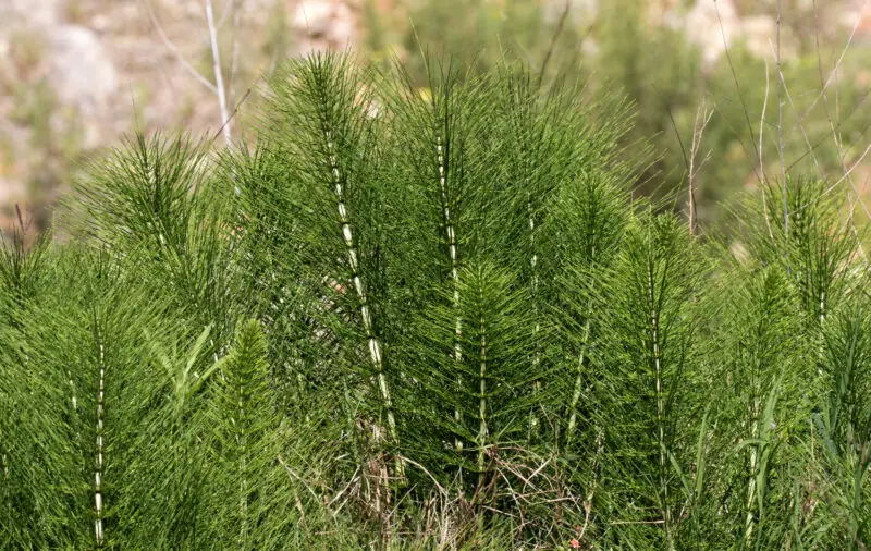 horsetail