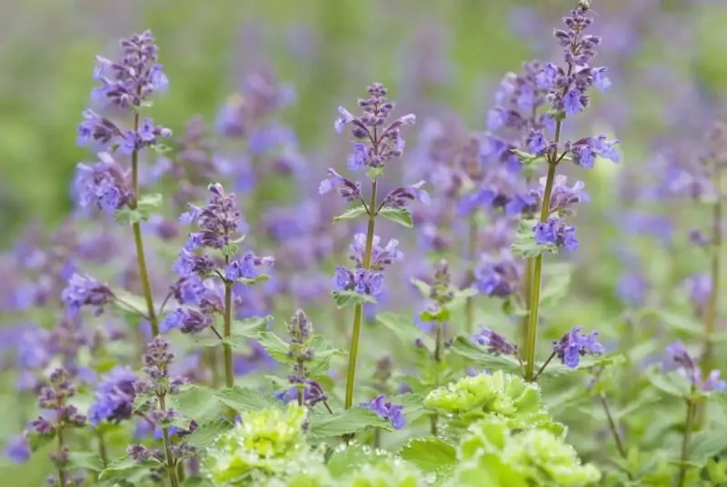 Catmint Flowers