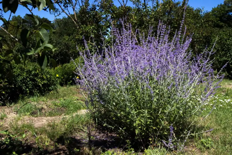 Russian Sage